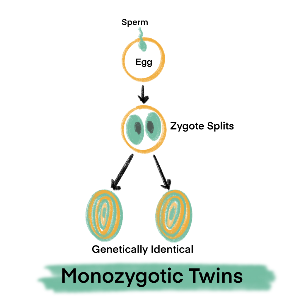 Monozygotic twins